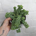Sedum burrito (Donkeys Tail) - 13cm pot